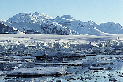 南极半岛,区域,风景,山峦,冰河,阿德利企鹅,浮冰