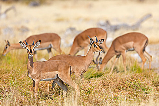 牧群,黑斑羚,水坑,纳米比亚