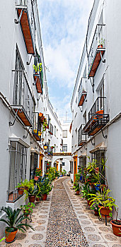 小路,装饰,花,植物,白房子,科多巴,科多巴省,安达卢西亚,西班牙,欧洲