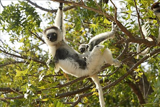 维氏冕狐猴,成年,女性,小动物,禁猎区,马达加斯加