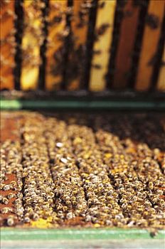 工业,蜜蜂,蜂巢