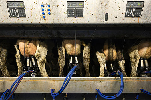 母牛,现代,挤奶,机器,弗里斯兰省,荷兰