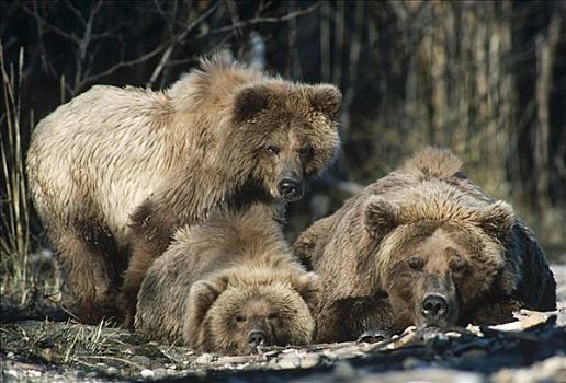 大灰熊,棕熊,三个,休息,阿拉斯加