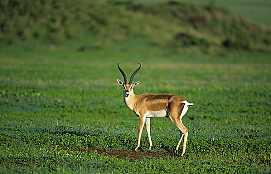 瞪羚,站立,桑布鲁野生动物保护区,肯尼亚,非洲