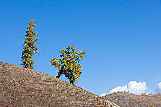 新疆阿勒泰喀纳斯山坡上的松树