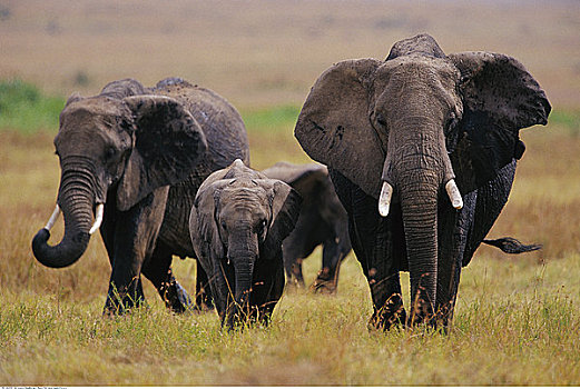 大象,家族,走,草