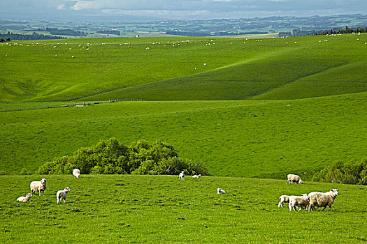 农田,绵羊,靠近,南,奥塔哥,南岛,新西兰