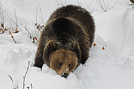 棕熊,冬天,国家公园,德国