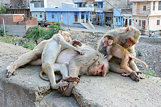 短尾猿,猴子,两个,成年,幼小,年轻,休息,墙壁,斋浦尔,城市,拉贾斯坦邦,印度,亚洲