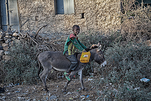 孩子,驴,靠近,区域,埃塞俄比亚,非洲