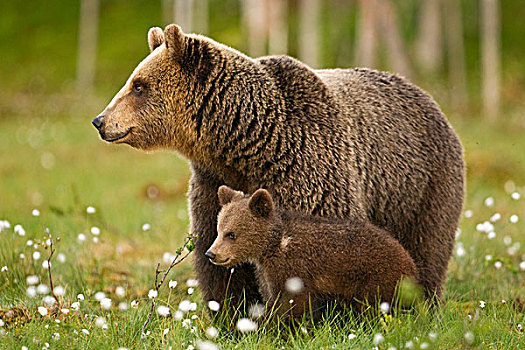 棕熊,熊,成年,女性,幼兽,站立,针叶林带,树林,芬兰,欧洲