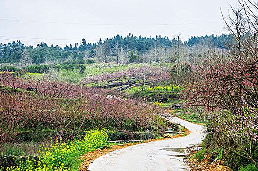 田间小路