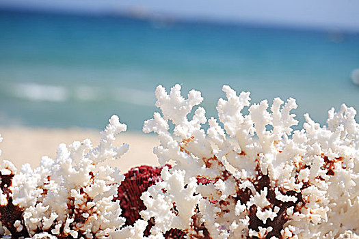 特写,珊瑚,海滩