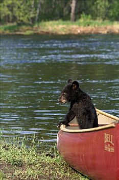 俘获,黑熊,玩,独木舟,明尼苏达