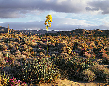 美国,加利福尼亚,荒芜,州立公园,花,龙舌兰属植物,龙舌兰,北美,大幅,尺寸