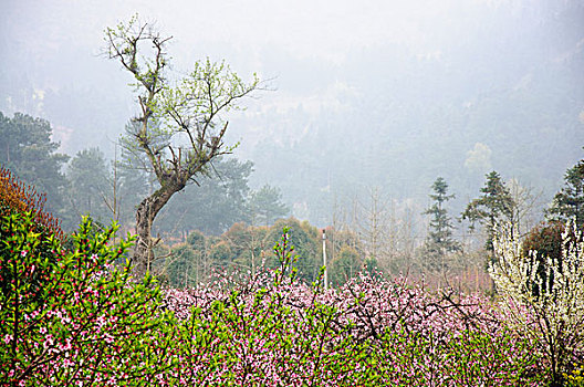 桃花美景