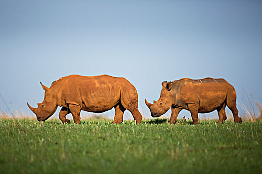 白犀牛,一对,走,自然保护区,南非