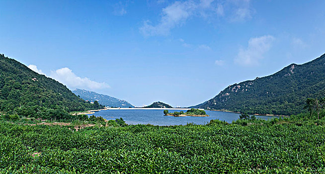 连云港市后云台山茶田景观