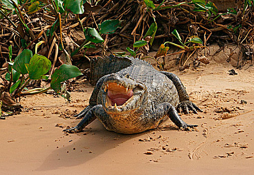 宽吻鳄,凯门鳄,张嘴,潘塔纳尔,巴西,南美