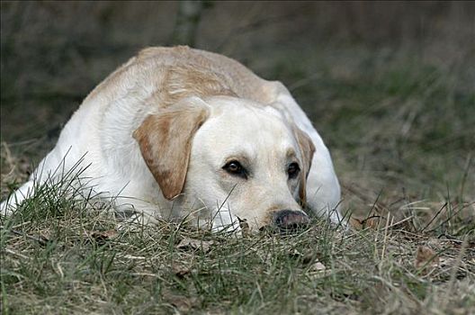 黄色拉布拉多犬,狗,卧,草丛,下巴,地上