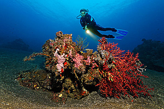 珊瑚,不同,种类,海绵,鱼,翎毛,星,迷你,礁石,桑迪,地面,巴厘岛,岛屿,小巽他群岛,海洋,印度尼西亚,印度洋,亚洲