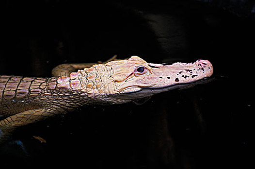 美国短吻鳄,白化体