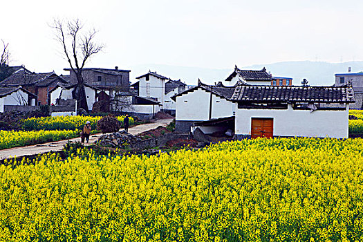 云南罗平油菜花