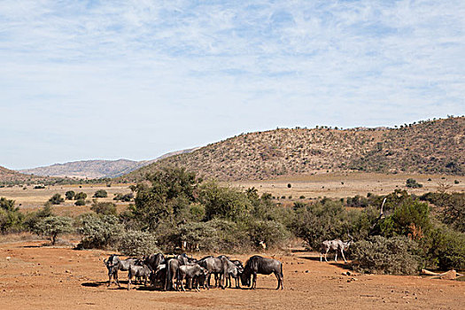 动物,放牧,南非