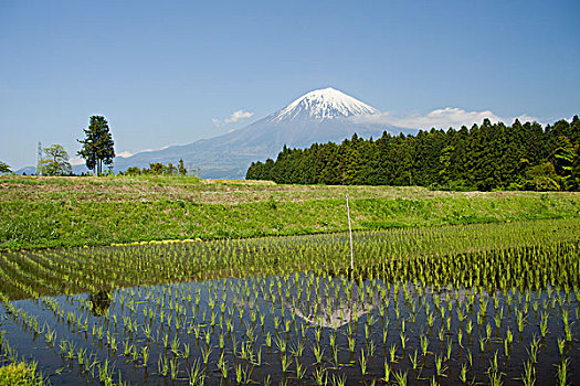 富士山,反射,稻田