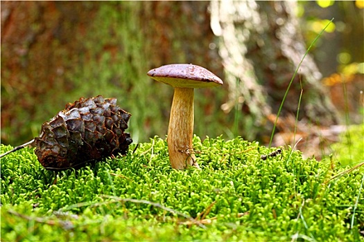 森林野菇,牛肝菌,绿色,苔藓