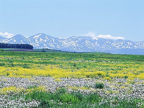 山脉,田芥菜