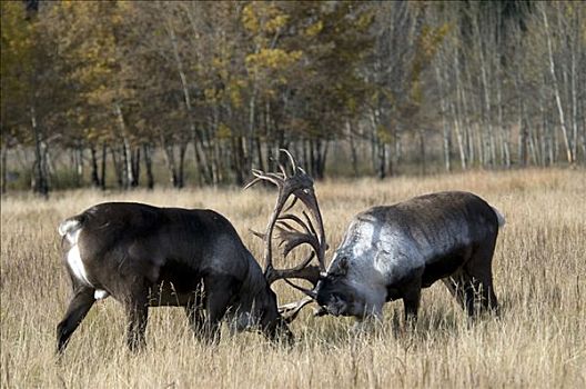 两个,雄性动物,树林,北美驯鹿,挑战,季节,育空地区,加拿大