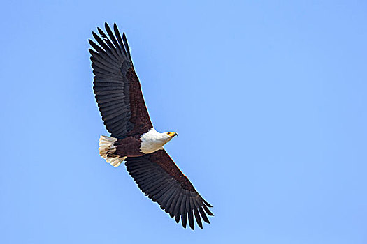 非洲鱼鹰,吼海雕,飞行,南卢安瓜国家公园,赞比亚,非洲