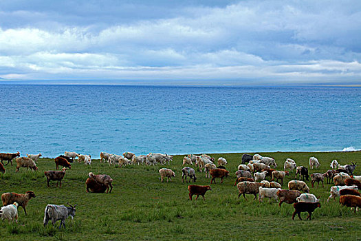 新疆赛里木湖边的羊群