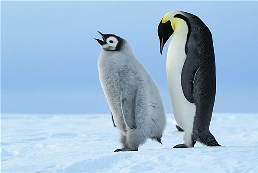 帝企鹅,幼禽,父母,南极