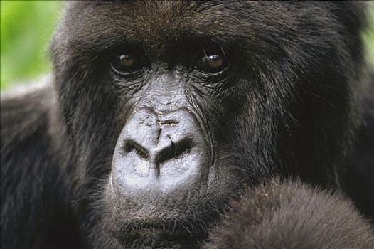 山地大猩猩,大猩猩,女性,维龙加山,卢旺达