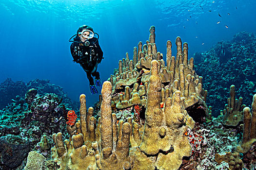 潜水,看,向风群岛,小安的列斯群岛,加勒比海
