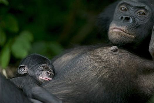 倭黑猩猩,雌性,诞生,黑猩猩,刚果