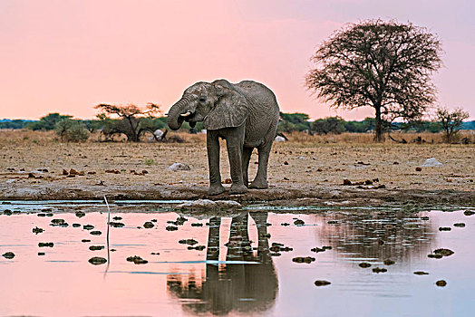 非洲象,饮料,水坑,国家公园,地区,博茨瓦纳,非洲