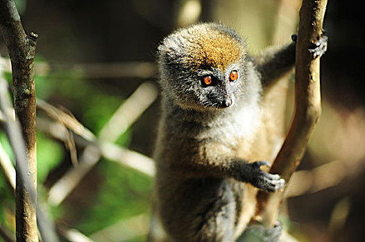马达加斯加,濒危,灵长类,金色,竹子,狐猴