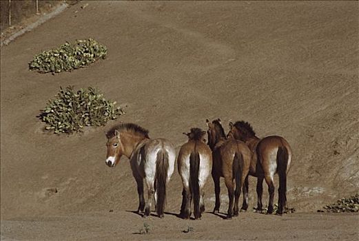 马,牧群,圣地牙哥动物园