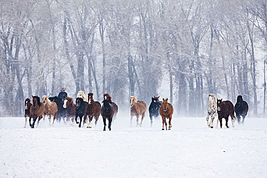 牛仔,牧群,马,上方,雪,草场