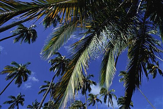 棕榈树,天空,瓦胡岛,夏威夷,美国