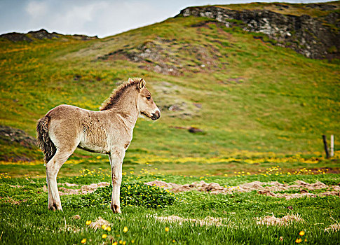 冰岛,小马,地点