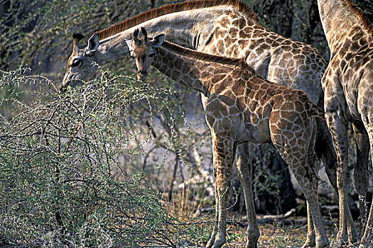 非洲,博茨瓦纳,莫雷米禁猎区,年轻,长颈鹿,刺槐,靠近
