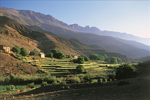 图像,大阿特拉斯山,种植