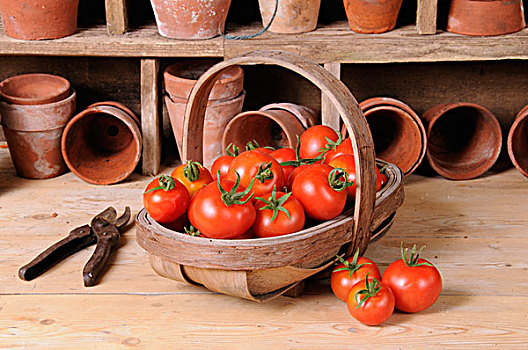 西红柿,新鲜,自产,水果,浅底篮,乡村,盆栽,脱落,英格兰,欧洲