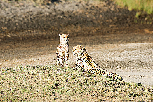印度豹,猎豹,幼兽,站立,靠近,躺着,草,恩戈罗恩戈罗火山口,保护区,坦桑尼亚