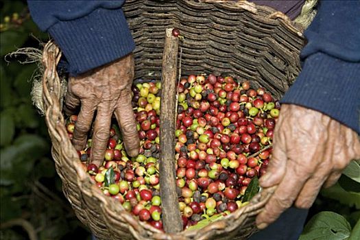 篮子,新鲜,收获,咖啡豆,庄园,卡门,委内瑞拉,南美