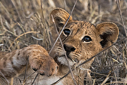 幼狮,狮子,高草,查沃,肯尼亚,非洲